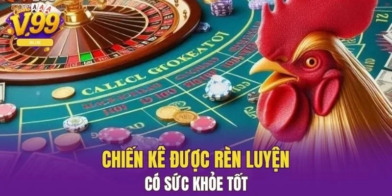 Chiến kê được rèn luyện - có sức khỏe tốt