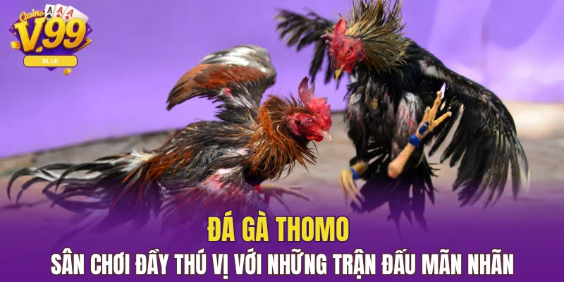 đá gà Thomo