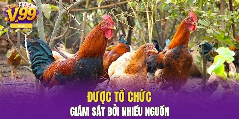Được tổ chức - giám sát bởi nhiều nguồn