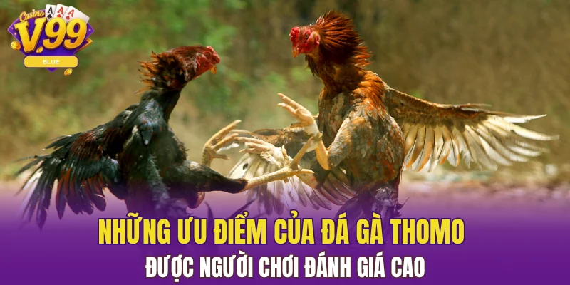 Những ưu điểm của đá gà Thomo được người chơi đánh giá cao