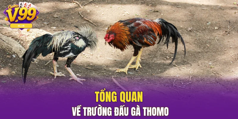 Tổng quan về trường đấu gà Thomo
